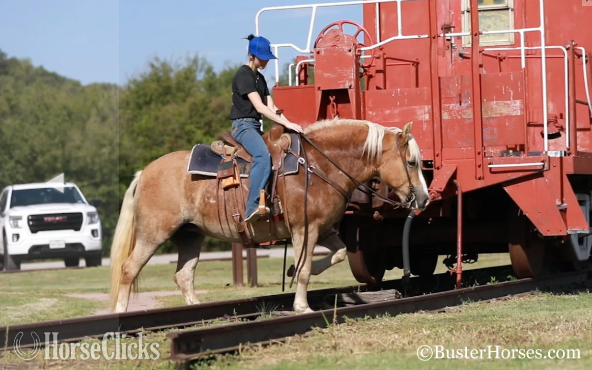 "Gloria" Chestnut Mare Haflinger - Haflinger in Texas