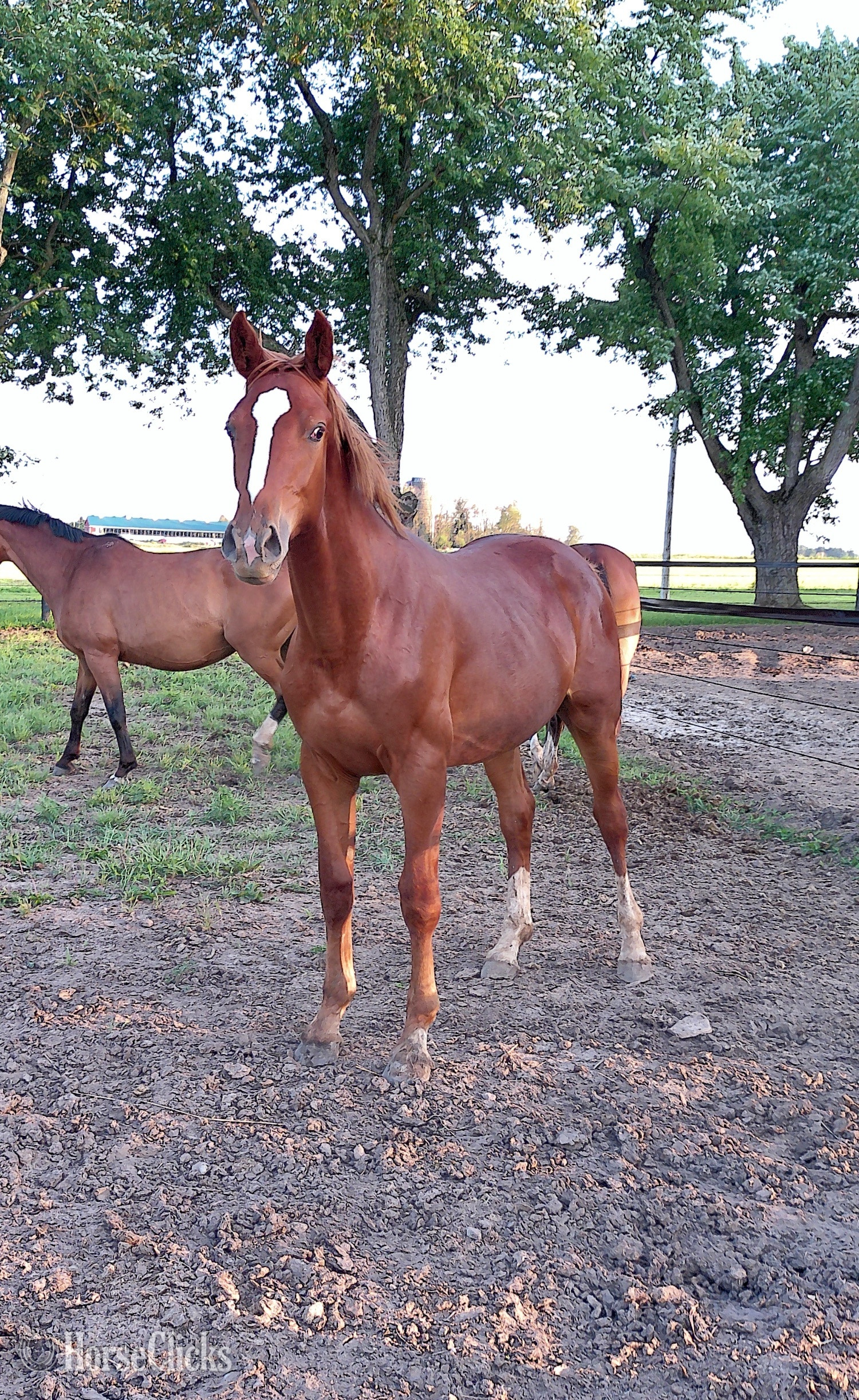"O’Brian " Chestnut Gelding Warmblood in Ontario