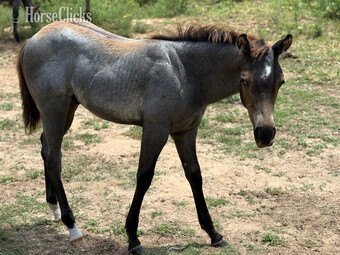 "Dunkin" Dun Colt Quarter Horse