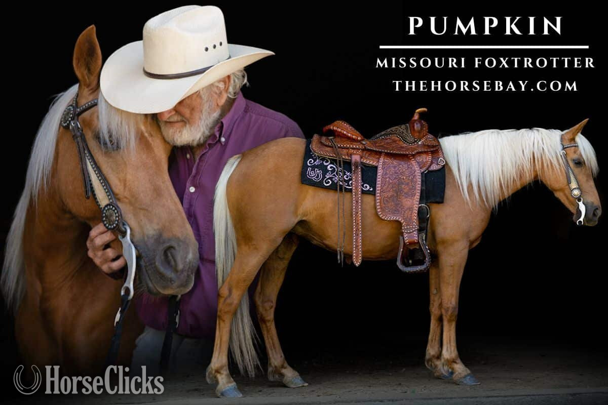 "Pumpkin" Palomino Mare Missouri Fox Trotter in Missouri