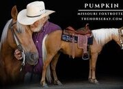 "Pumpkin" Palomino Mare Missouri Fox Trotter