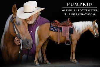 "Pumpkin" Palomino Mare Missouri Fox Trotter