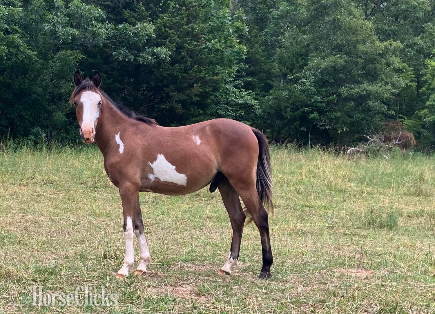 "Rooster" Overo Colt Pony in Missouri