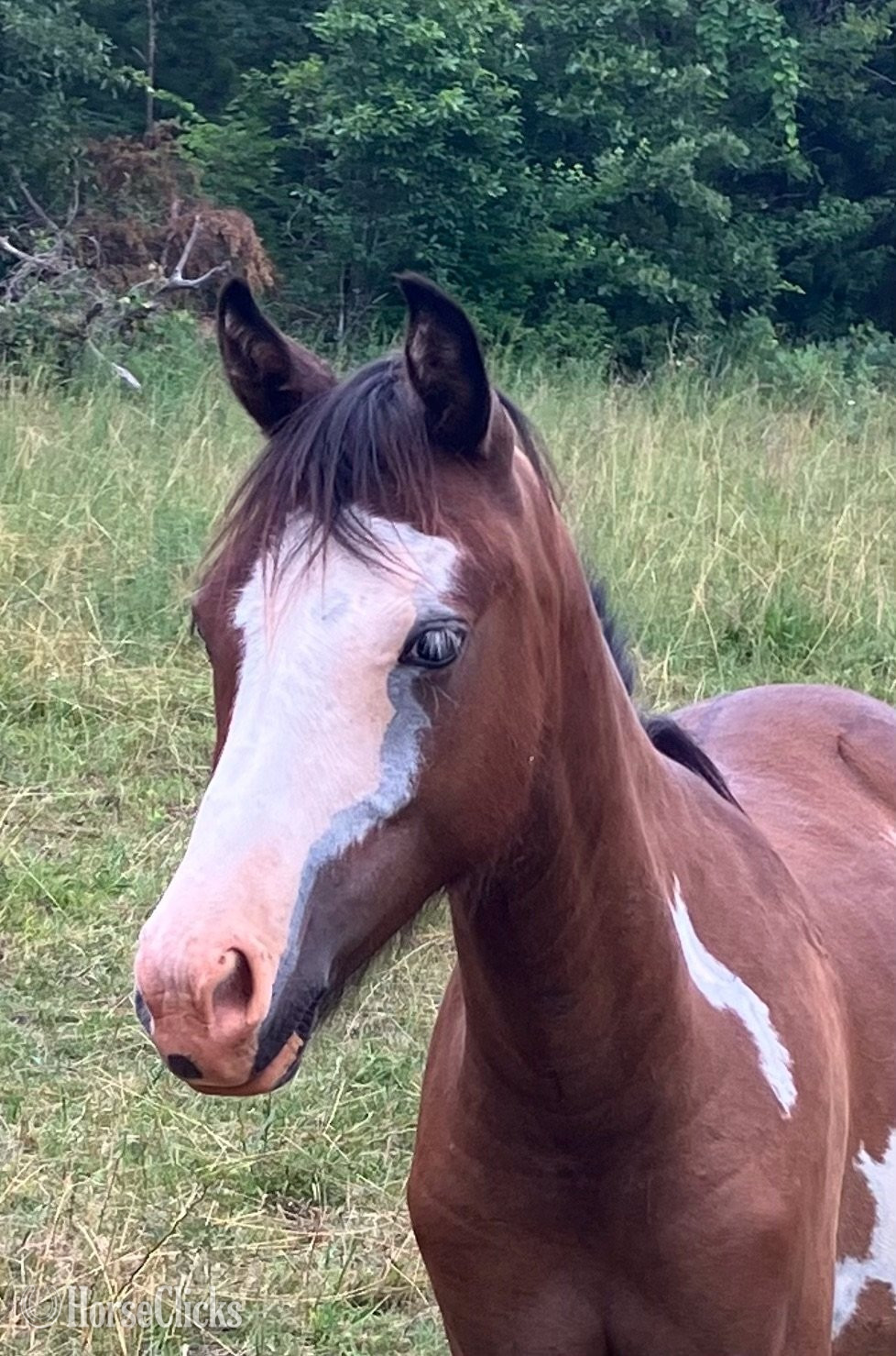 "Rooster" Overo Colt Pony