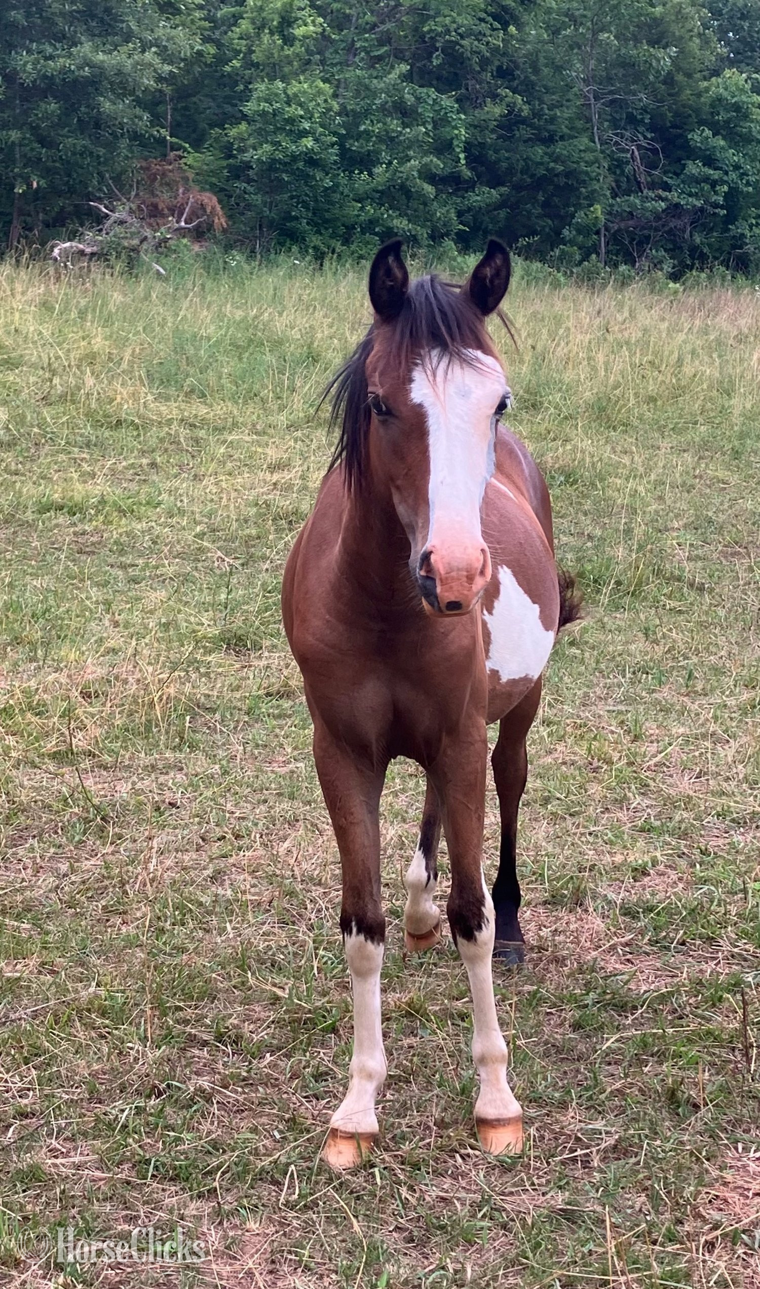 Missouri "Rooster" Overo Colt Pony