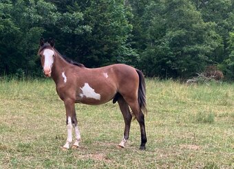 "Rooster" Overo Colt Pony