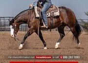 "Lil Trick" Bay Mare Quarter Horse
