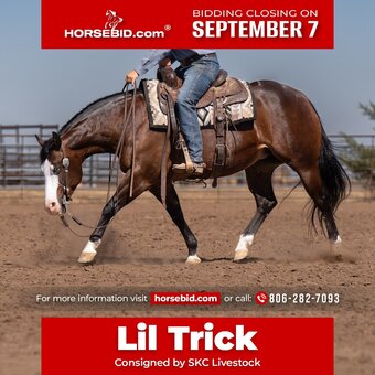 "Lil Trick" Bay Mare Quarter Horse