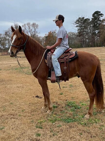 "Kings Top Notch " Sorrel Gelding Tennessee Walker