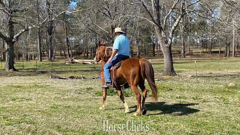 Tennessee Walker - "Kings Top Notch " Sorrel Gelding Tennessee Walker in Montana