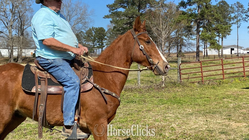 "Kings Top Notch " Sorrel Gelding Tennessee Walker
