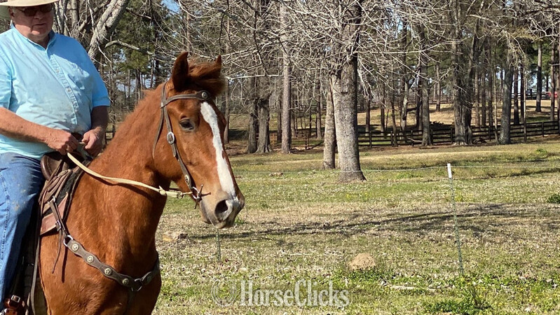 "Kings Top Notch " Sorrel Gelding Tennessee Walker Montana