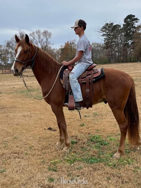 "Kings Top Notch " Sorrel Gelding Tennessee Walker in Montana