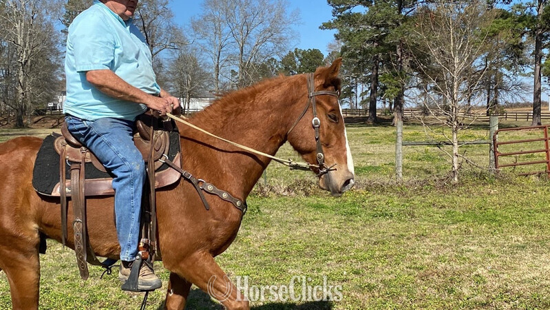 "Kings Top Notch " Sorrel Gelding Tennessee Walker - Tennessee Walker in Montana