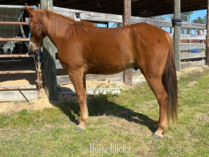 Tennessee Walker - "Kings Top Notch " Sorrel Gelding Tennessee Walker