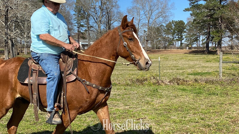 "Kings Top Notch " Sorrel Gelding Tennessee Walker - Tennessee Walker