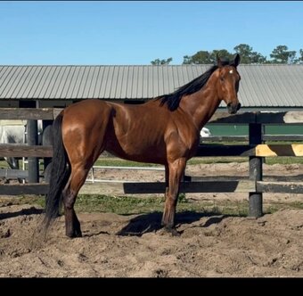 "HARLEY" Bay Gelding Thoroughbred