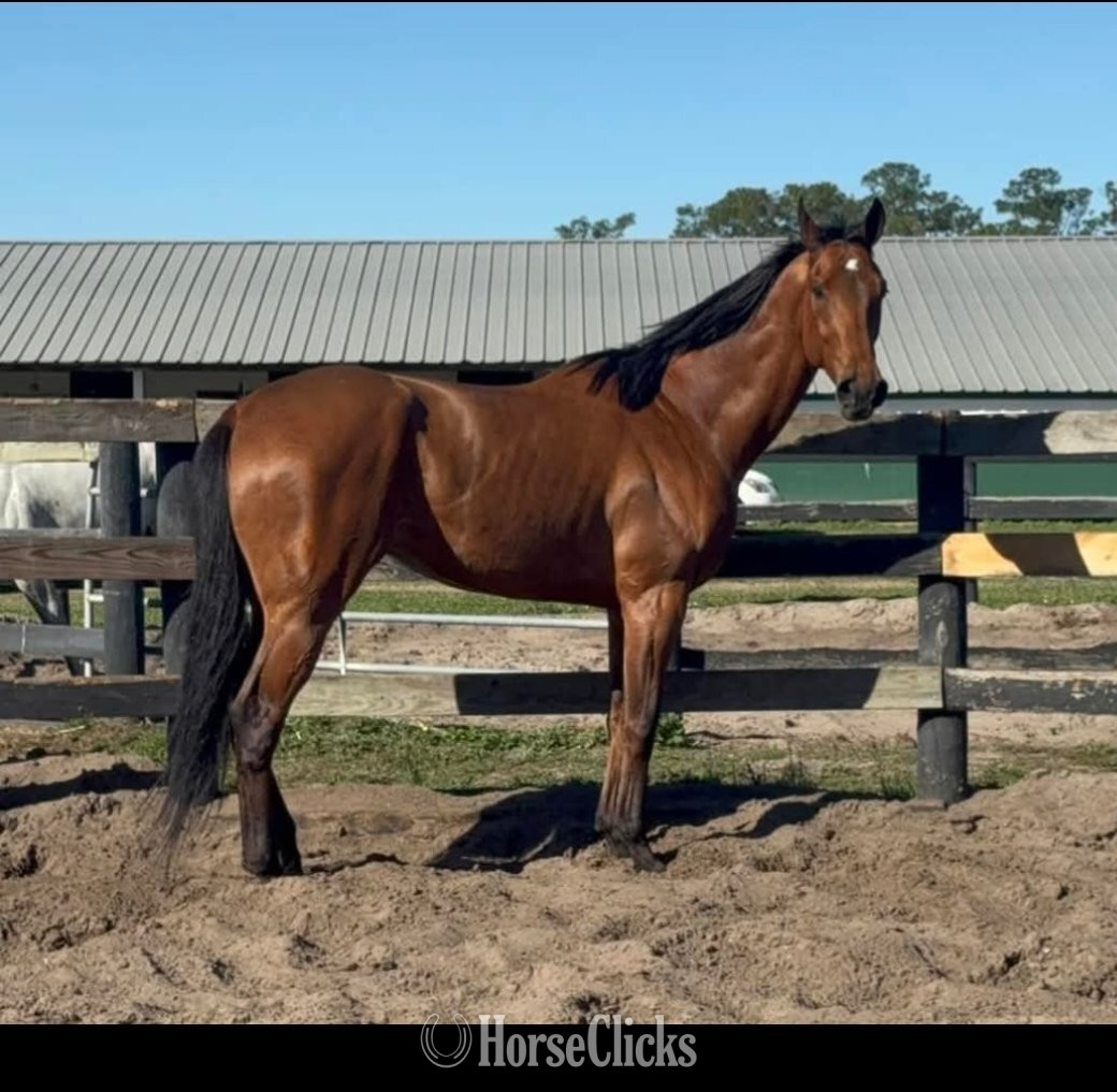 "HARLEY" Bay Gelding Thoroughbred in Florida