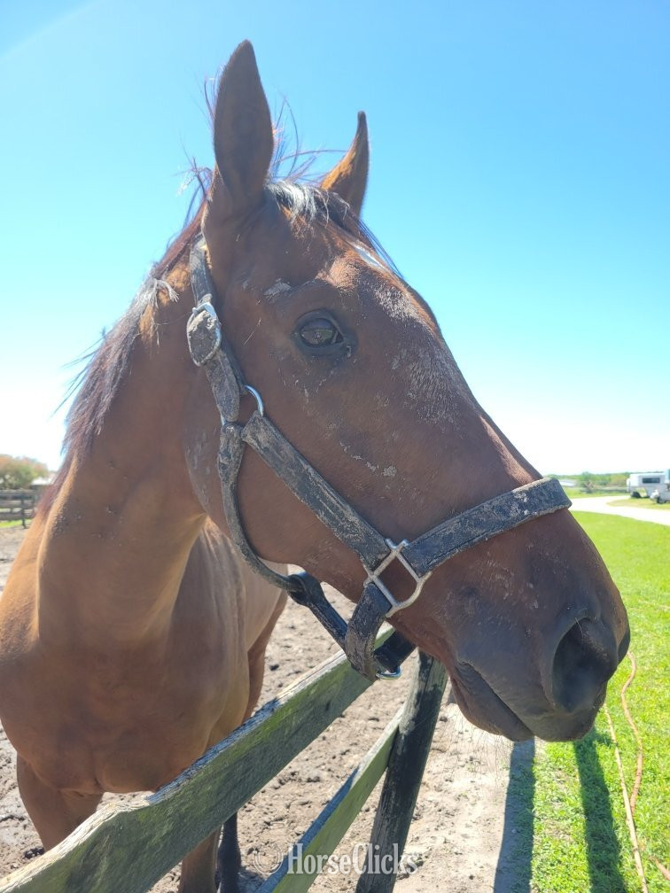"HARLEY" Bay Gelding Thoroughbred