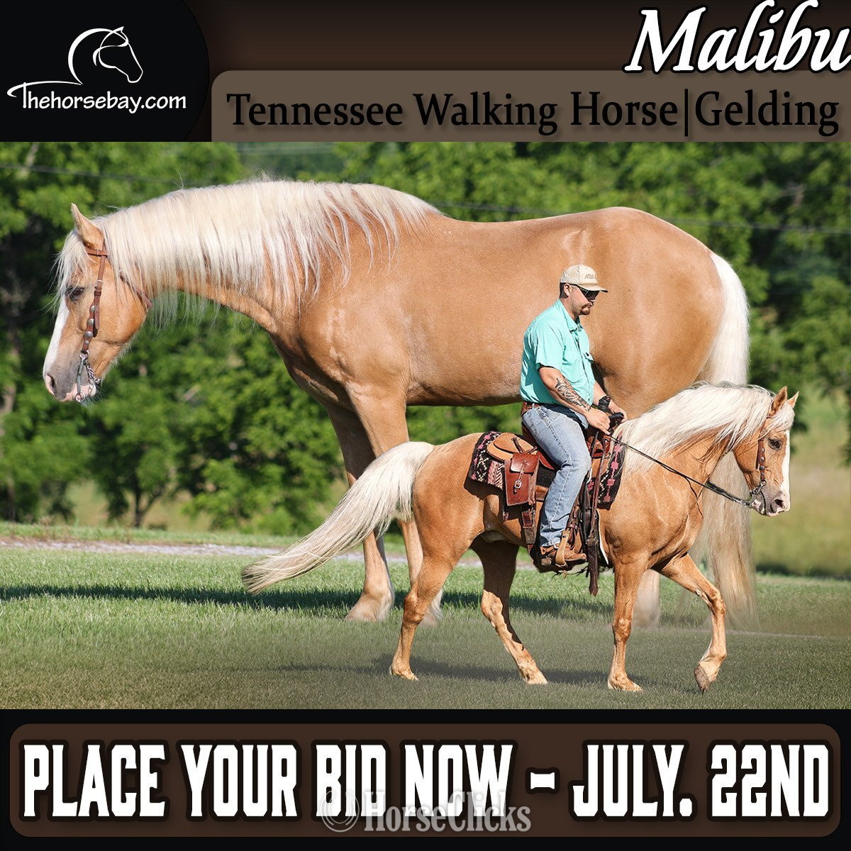 "Malibu" Palomino Gelding Tennessee Walker in Kentucky