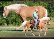 "Malibu" Palomino Gelding Tennessee Walker