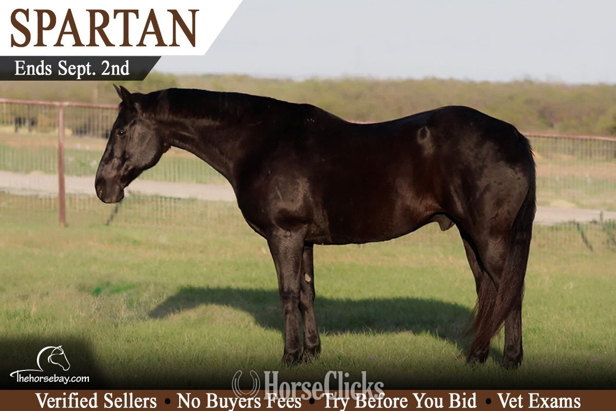 "Spartan" Black Gelding Quarter Horse in Ohio