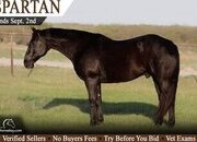 "Spartan" Black Gelding Quarter Horse