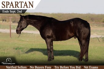 "Spartan" Black Gelding Quarter Horse