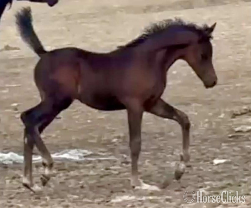 "Elites Summer Psong" Black Filly Arabian in Idaho