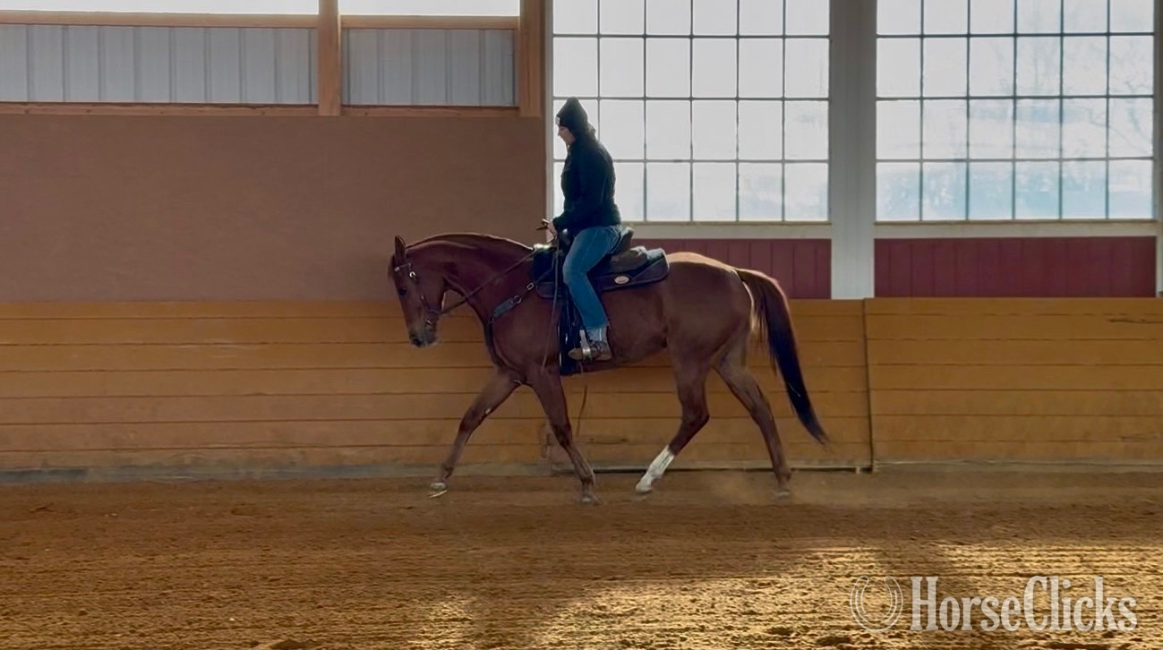 "Bid For The Crown" Chestnut Mare Thoroughbred