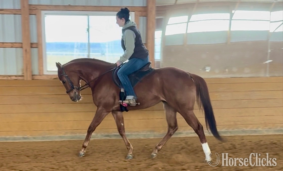 "Bid For The Crown" Chestnut Mare Thoroughbred in Pennsylvania
