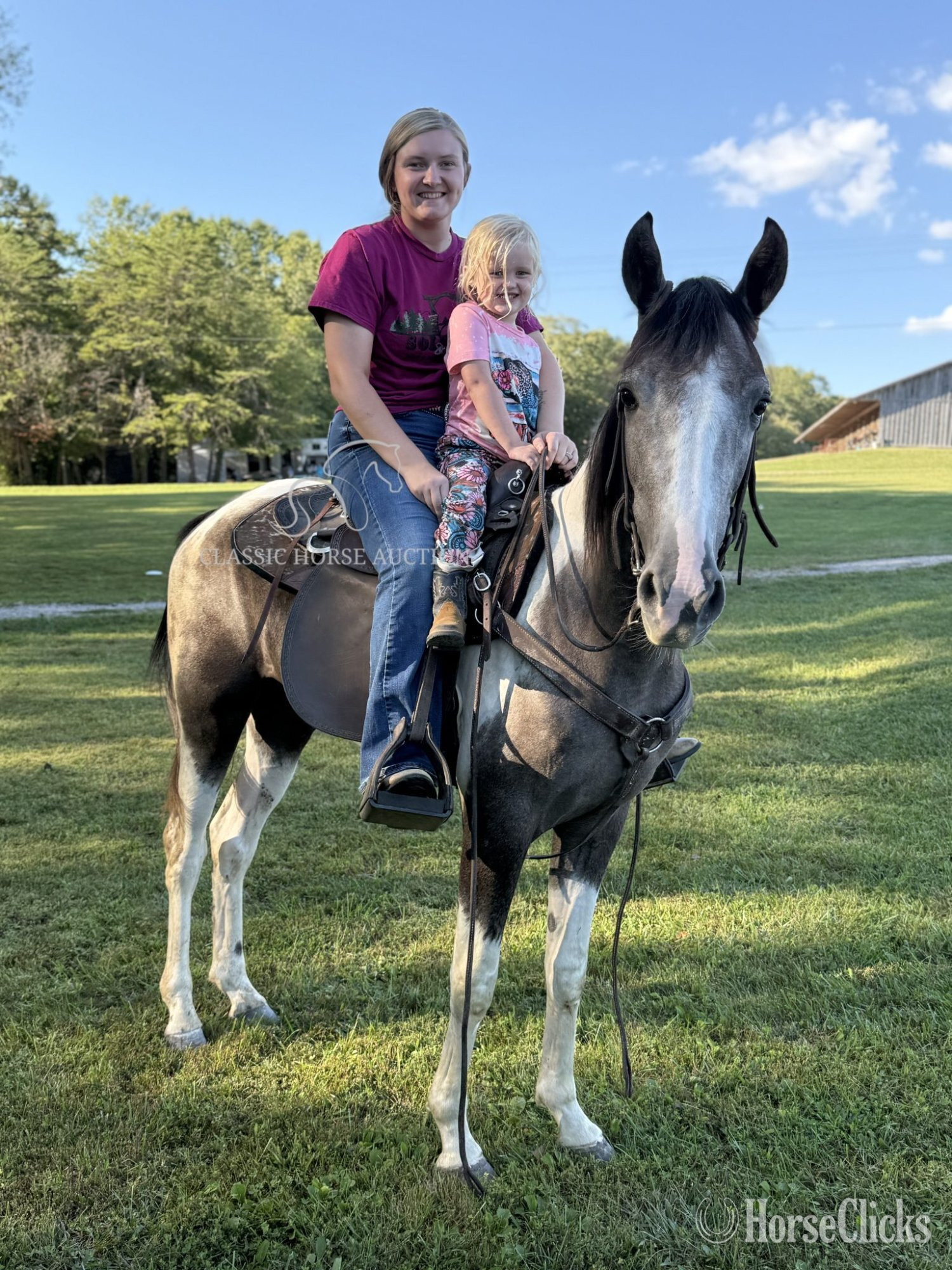 "DOC" Grey Gelding Tennessee Walker