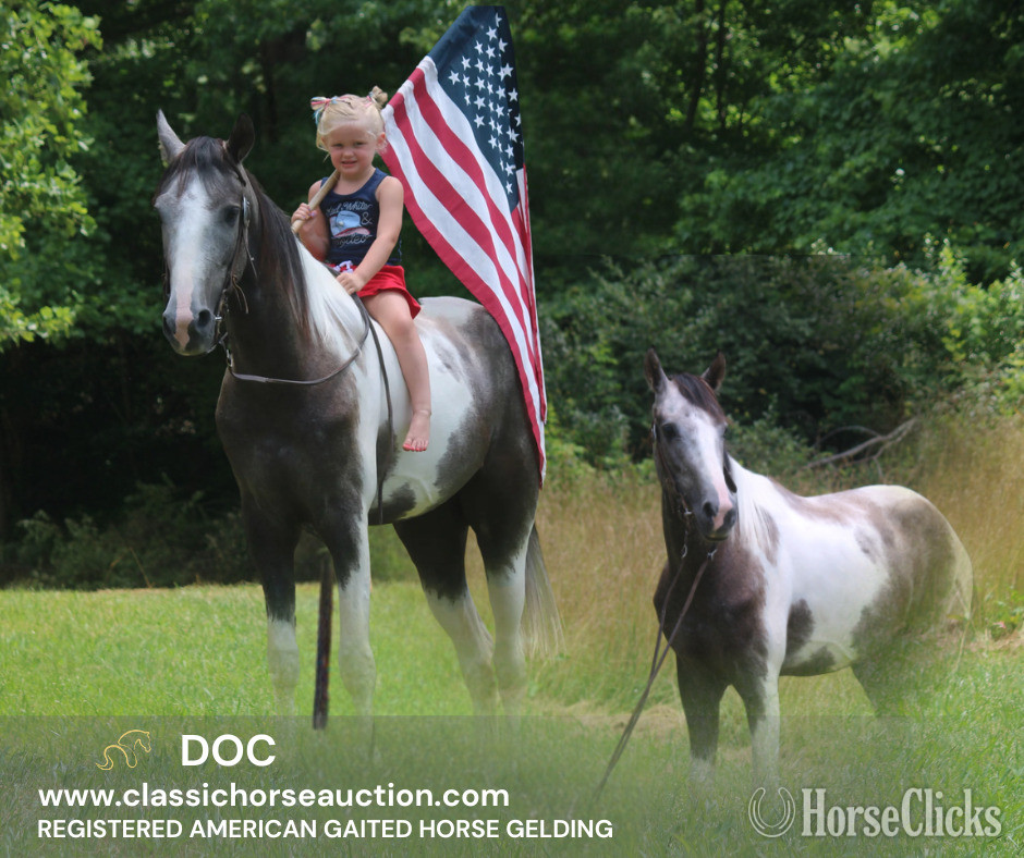"DOC" Grey Gelding Tennessee Walker in Kentucky