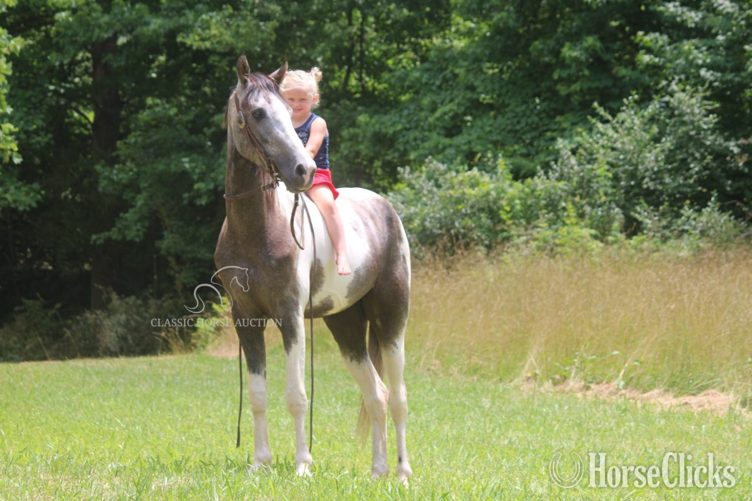 "DOC" Grey Gelding Tennessee Walker - Tennessee Walker
