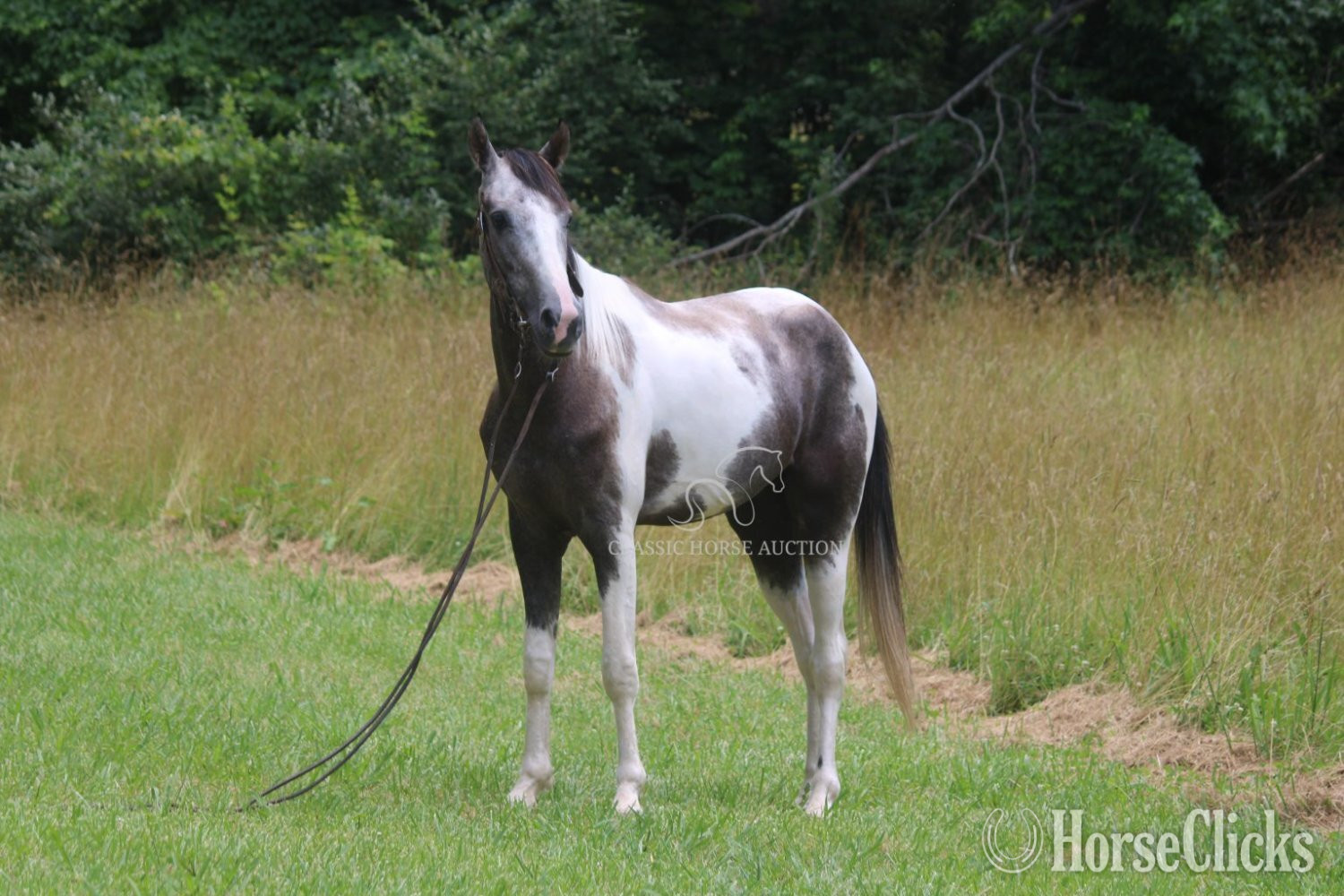 "DOC" Grey Gelding Tennessee Walker Kentucky