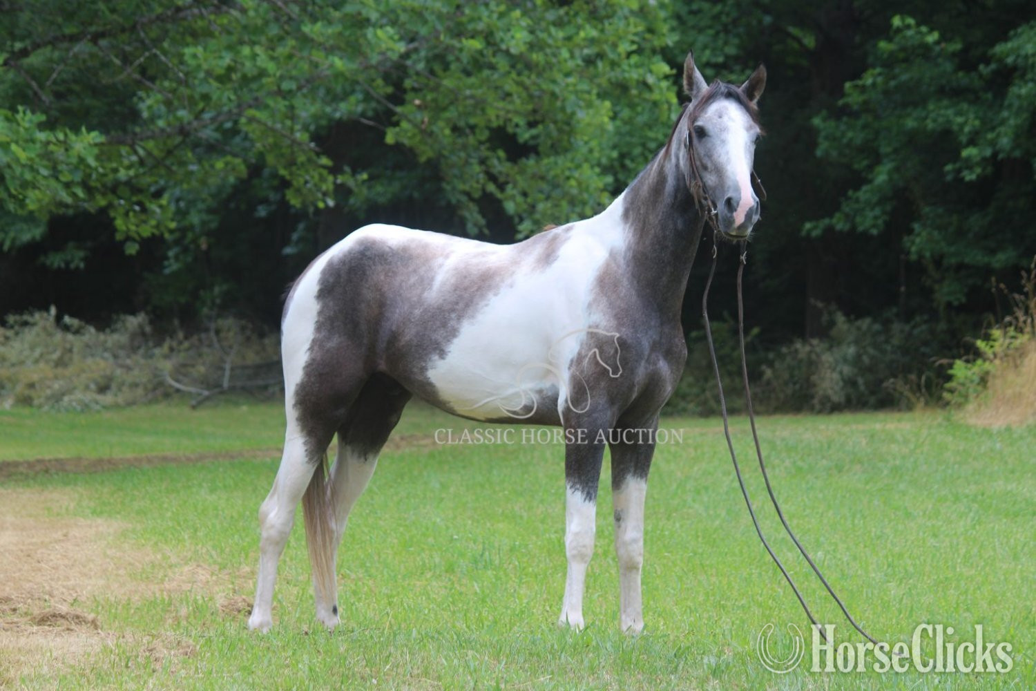Tennessee Walker - "DOC" Grey Gelding Tennessee Walker