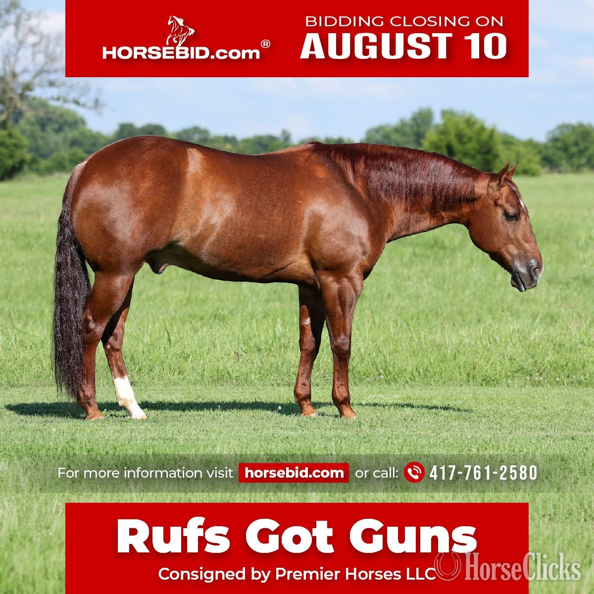 "Rufs Got Guns " Sorrel Gelding Quarter Horse in Ohio