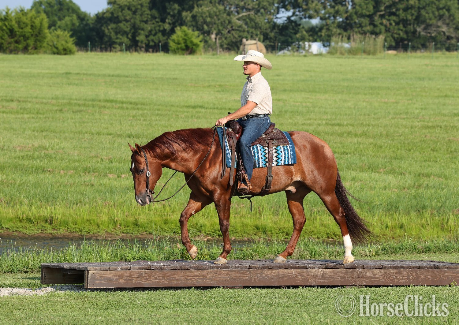"Rufs Got Guns " Sorrel Gelding Quarter Horse