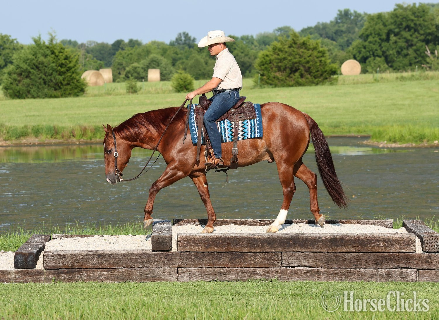 Ohio "Rufs Got Guns " Sorrel Gelding Quarter Horse
