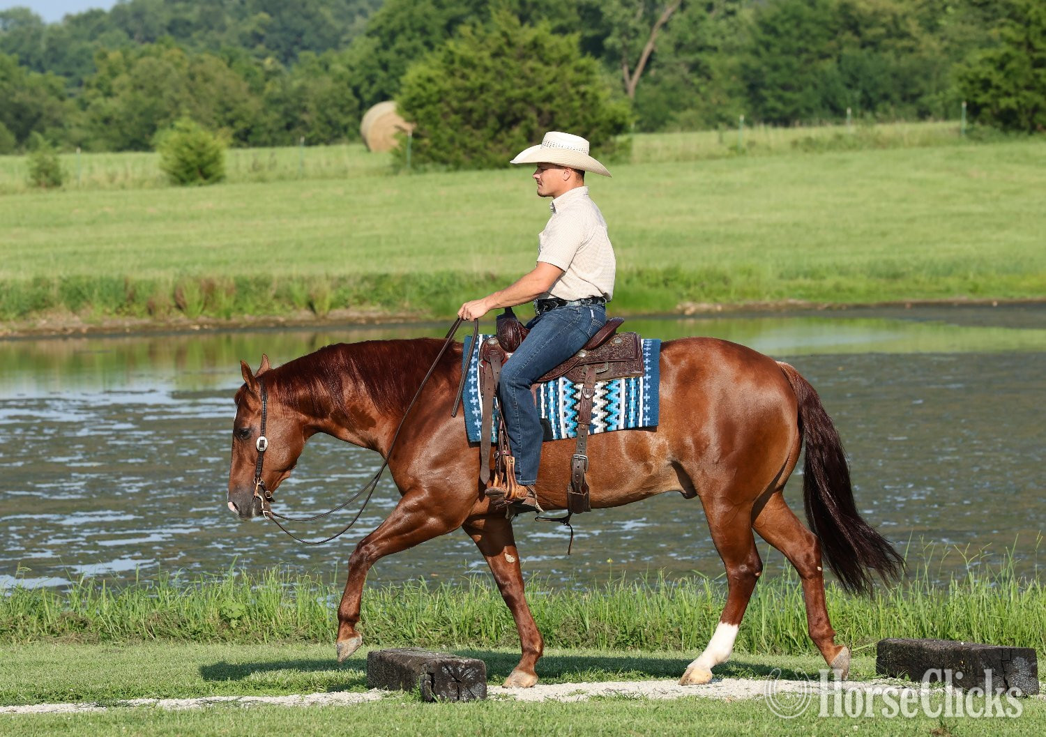 "Rufs Got Guns " Sorrel Gelding Quarter Horse - Quarter Horse in Ohio