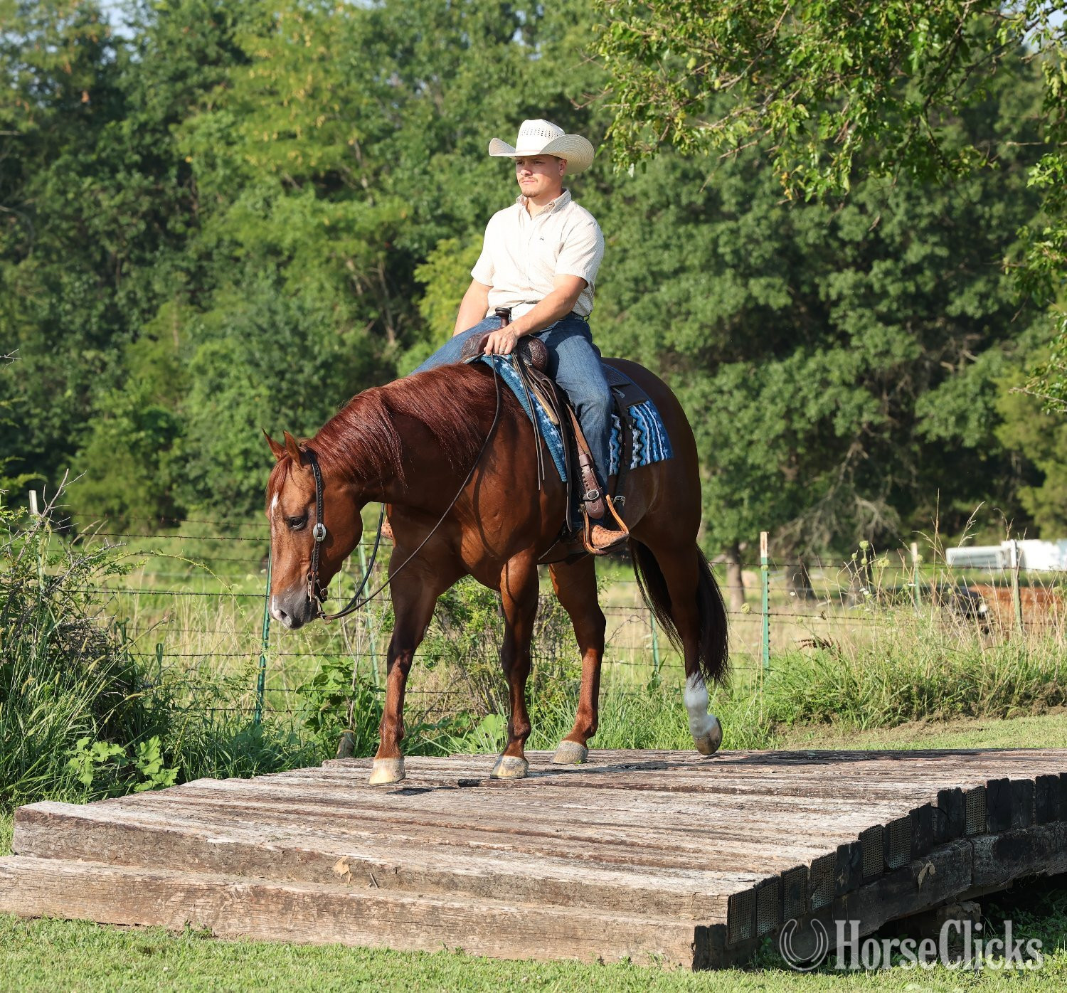 "Rufs Got Guns " Sorrel Gelding Quarter Horse - Quarter Horse