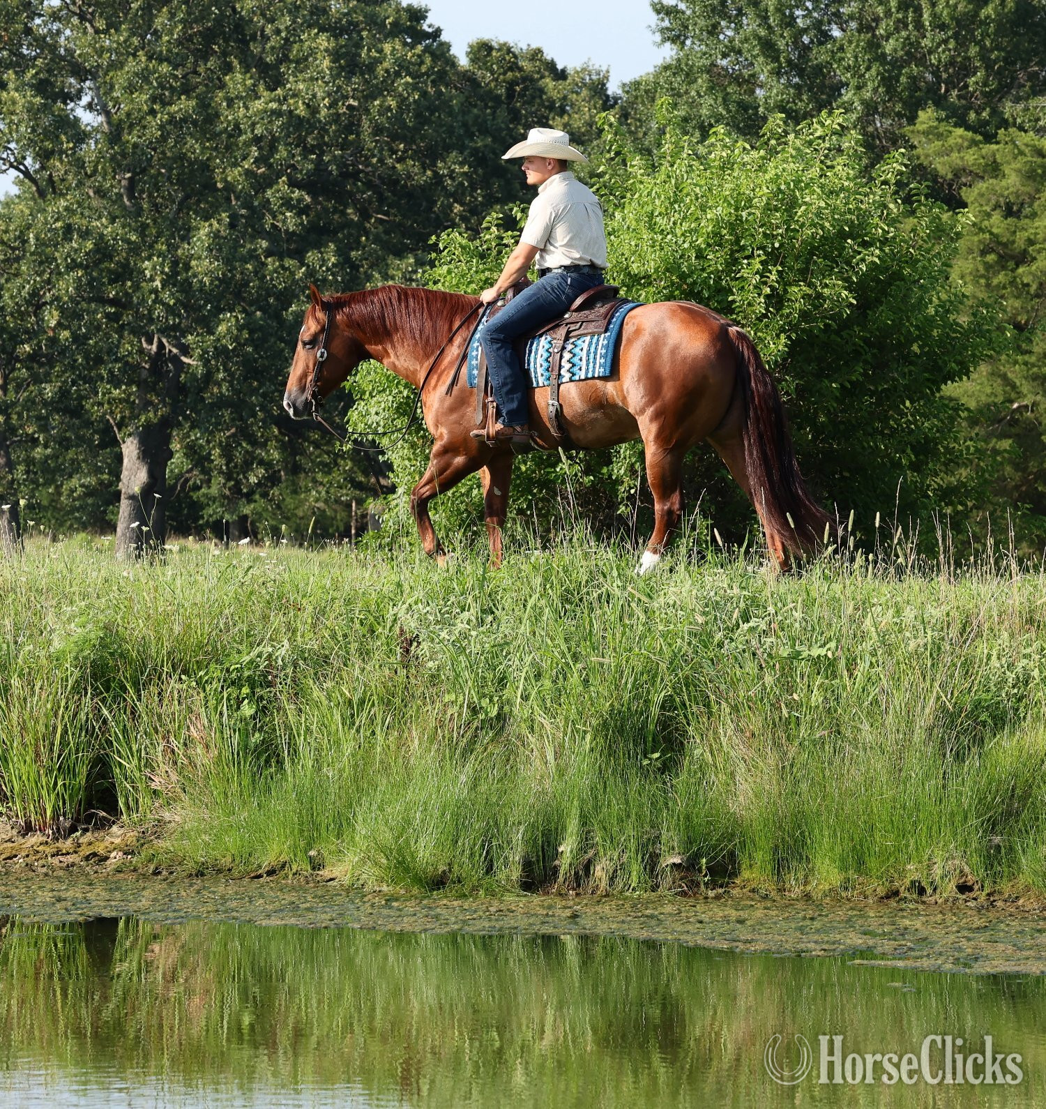 "Rufs Got Guns " Sorrel Gelding Quarter Horse Ohio