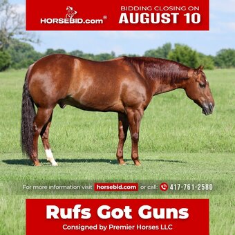 "Rufs Got Guns " Sorrel Gelding Quarter Horse