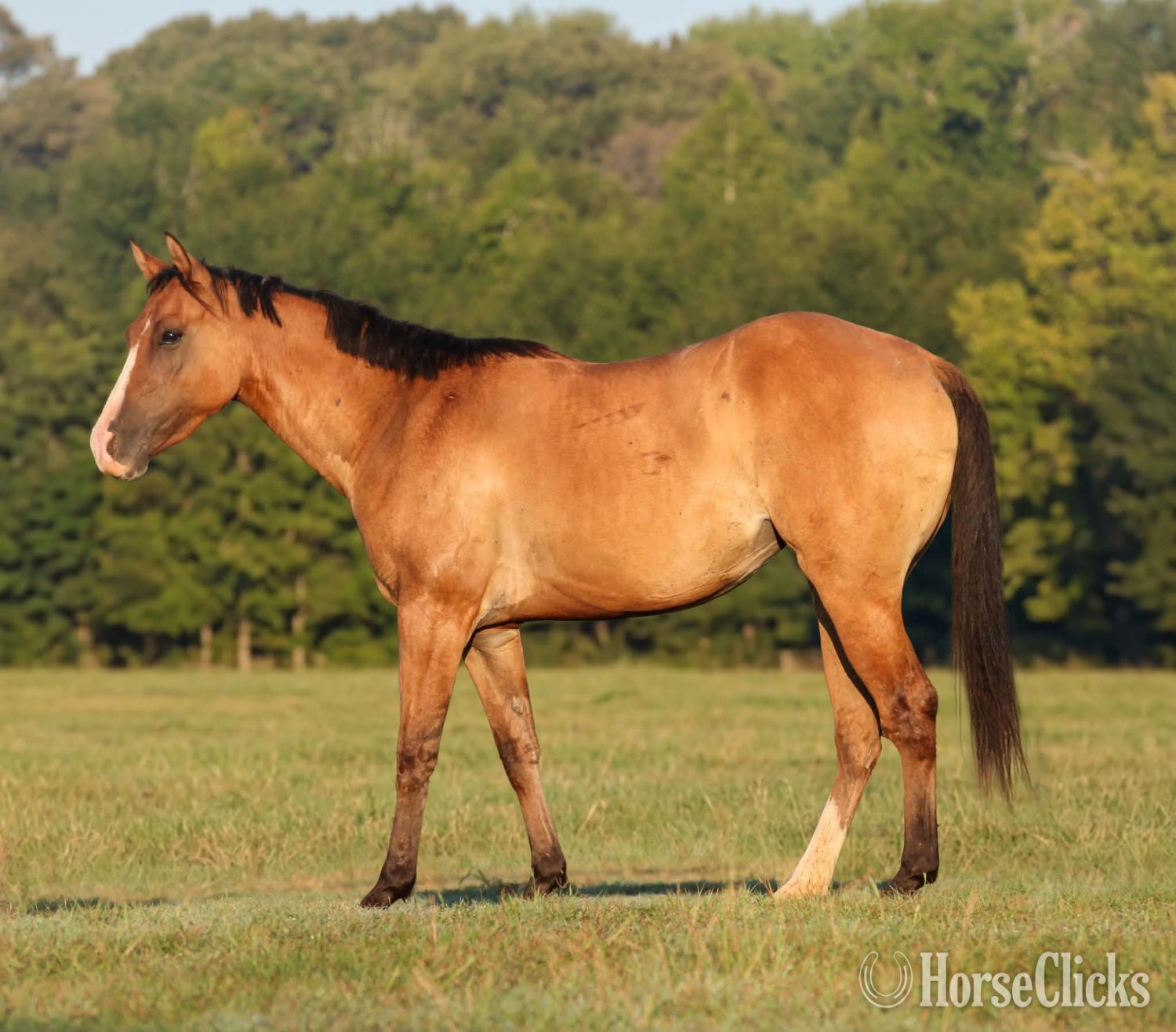 "GINGER" Dun Mare Quarter Horse