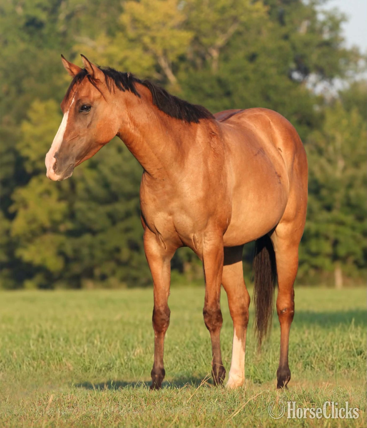 Texas "GINGER" Dun Mare Quarter Horse