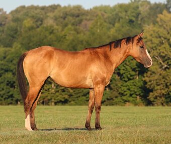 "GINGER" Dun Mare Quarter Horse