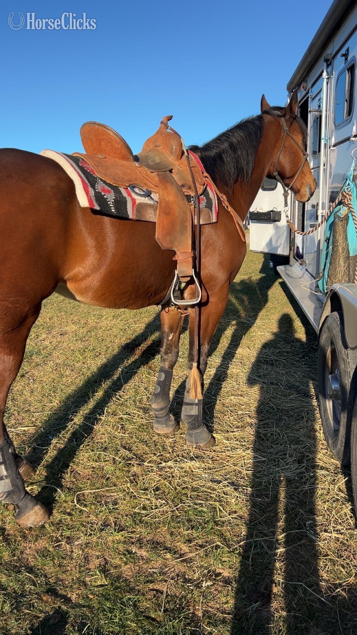 "Jana Top Shelf" Bay Gelding Quarter Horse