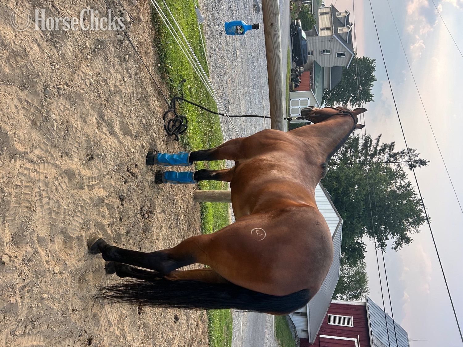 "Jana Top Shelf" Bay Gelding Quarter Horse - Quarter Horse in Pennsylvania