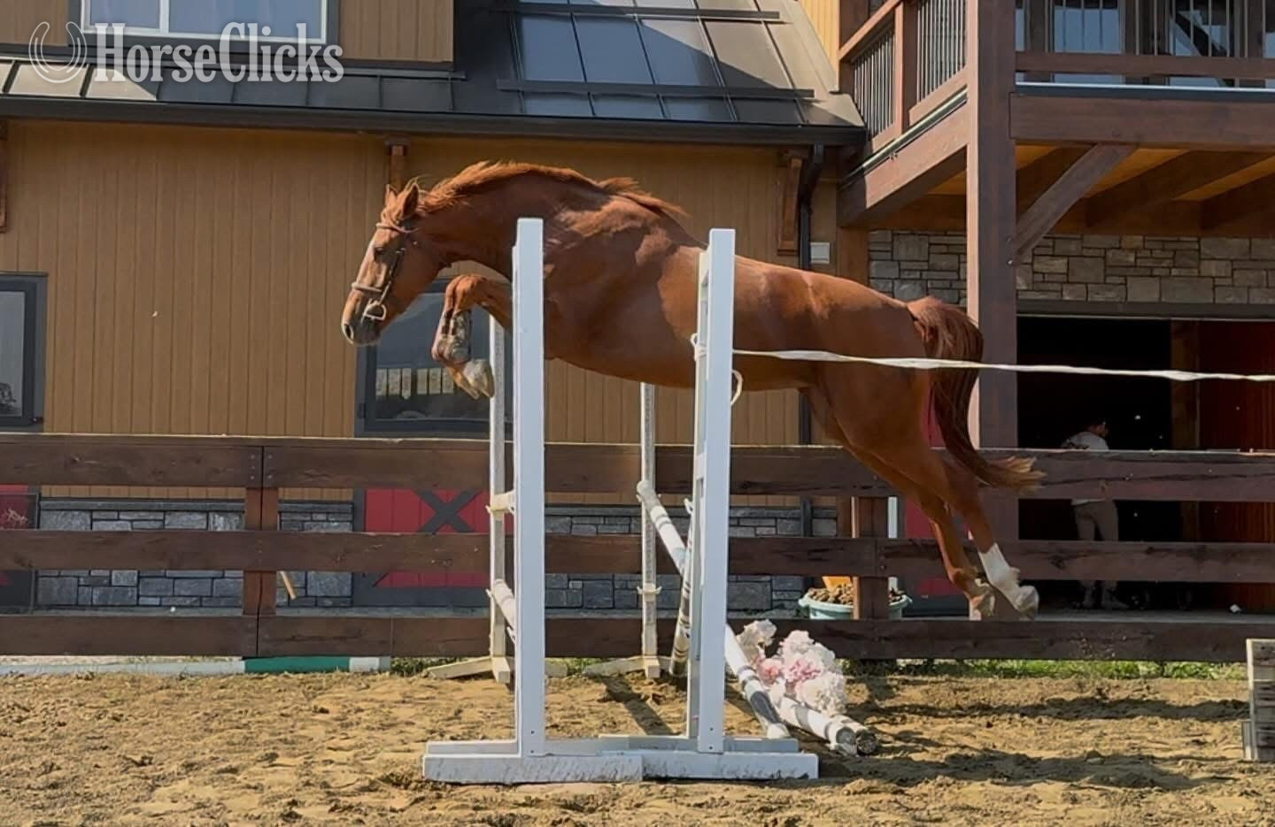 "Wilhelmina WM {Bunny}" Chestnut Mare Warmblood in British Columbia