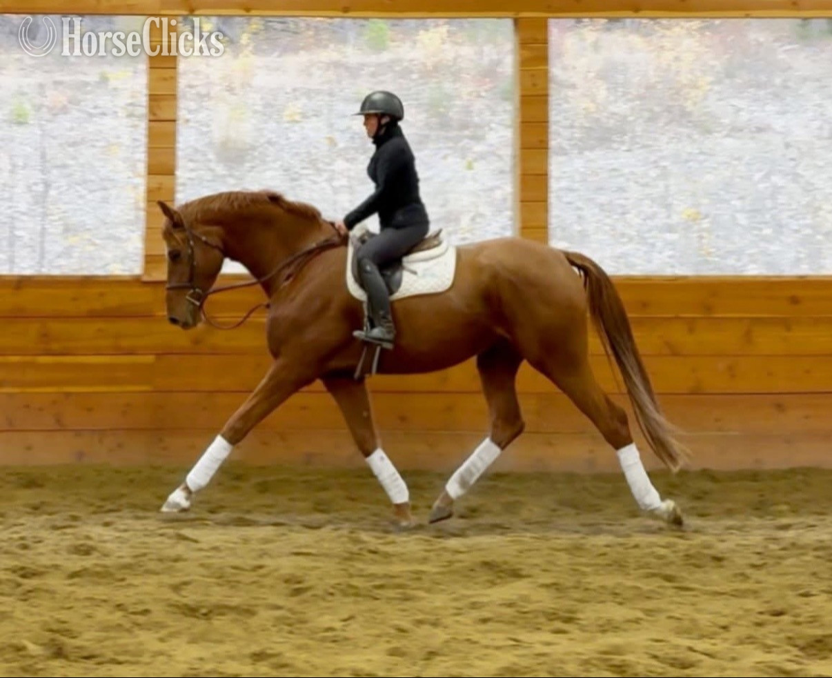 "Wilhelmina WM {Bunny}" Chestnut Mare Warmblood
